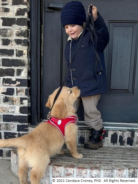 Little boy in winter clothing is holding a golden retriever puppy on a leash and closing the front door as they head out for a walk.